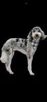 Daisy, a female Poodle - Standard  for sale in Hondo, TX – 3 of 3