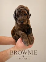 Brownie, a female Poodle - Standard  for sale in Hondo, TX – 1 of 3