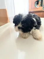 Barney, a male Shorkie for sale in Montgomery, MI – Photo 2 of 3