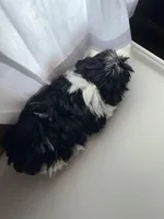 Barney, a male Shorkie for sale in Montgomery, MI – Photo 3 of 3