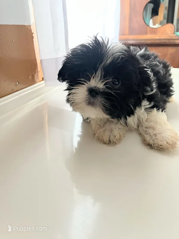 Barney – Shorkie puppy for sale in Montgomery, MI