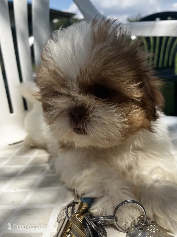 Page – Shih Tzu puppy for sale in Montgomery, MI