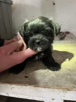 Mickey, a male Shorkie for sale in Montgomery, MI – Photo 2 of 6