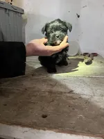 Mickey, a male Shorkie for sale in Montgomery, MI – Photo 4 of 6