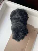 Mickey, a male Shorkie for sale in Montgomery, MI – Photo 5 of 6