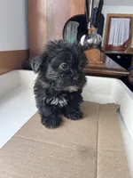 Mickey, a male Shorkie for sale in Montgomery, MI – Photo 3 of 6