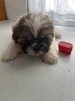 Penny, a female Shih Tzu for sale in Montgomery, MI – 2 of 3