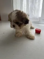 Page, a female Shih Tzu for sale in Montgomery, MI – 2 of 3