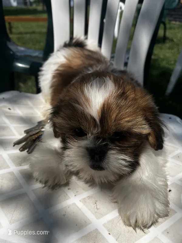 Pam – Shih Tzu puppy for sale in Montgomery, MI