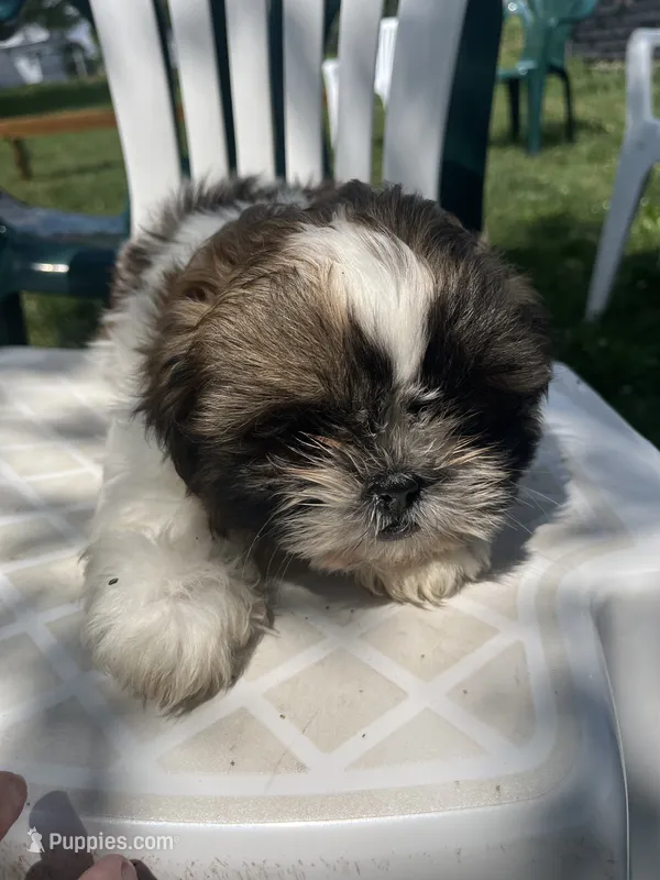 Prince – Shih Tzu puppy for sale in Montgomery, MI