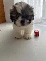 Pam, a female Shih Tzu for sale in Montgomery, MI – 3 of 4
