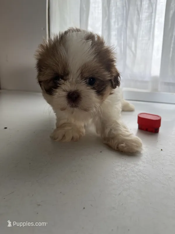 Page – Shih Tzu puppy for sale in Montgomery, MI