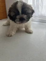 Prince, a male Shih Tzu for sale in Montgomery, MI – 3 of 4