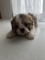 Pete, a male Shih Tzu for sale in Montgomery, MI – 3 of 4