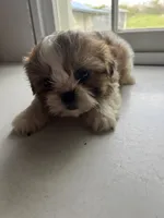 Pete, a male Shih Tzu for sale in Montgomery, MI – 2 of 4