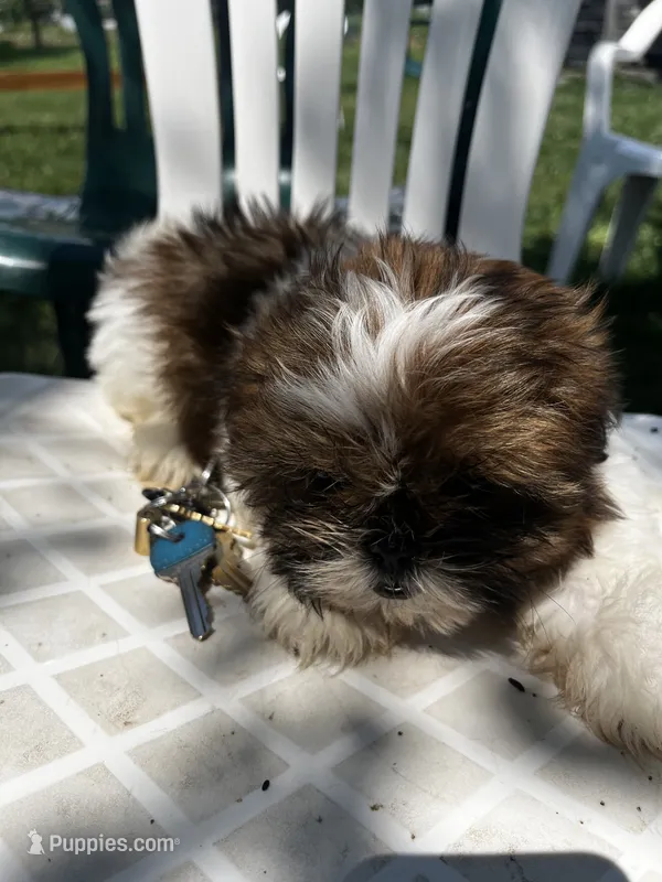 Penny – Shih Tzu puppy for sale in Montgomery, MI