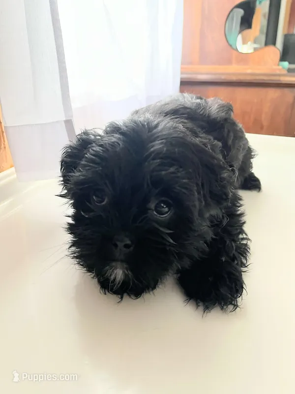 Bj – Shorkie puppy for sale in Montgomery, MI