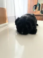 Bj, a male Shorkie for sale in Montgomery, MI – Photo 3 of 4