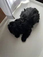 Bj, a male Shorkie for sale in Montgomery, MI – Photo 4 of 4