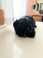 Bj, a male Shorkie for sale in Montgomery, MI – Photo 2 of 4