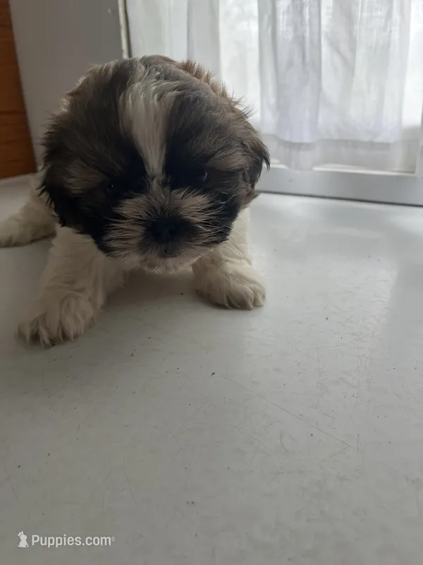 Prince – Shih Tzu puppy for sale in Montgomery, MI