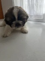 Prince, a male Shih Tzu for sale in Montgomery, MI – 1 of 4
