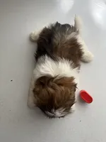 Penny, a female Shih Tzu for sale in Montgomery, MI – 3 of 3
