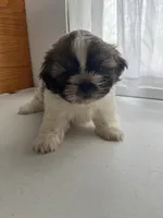 Prince, a male Shih Tzu for sale in Montgomery, MI – 2 of 4