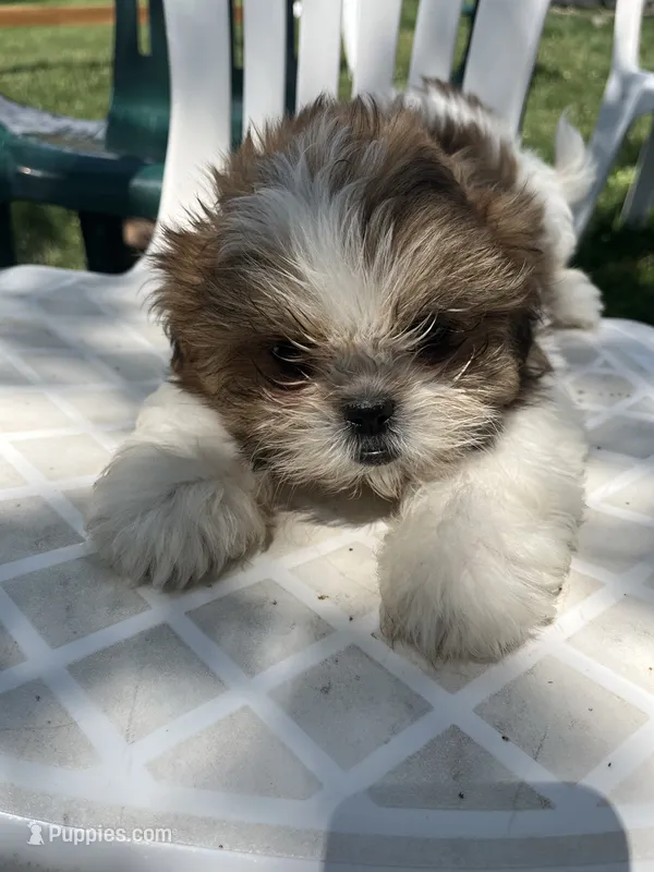 Pete – Shih Tzu puppy for sale in Montgomery, MI