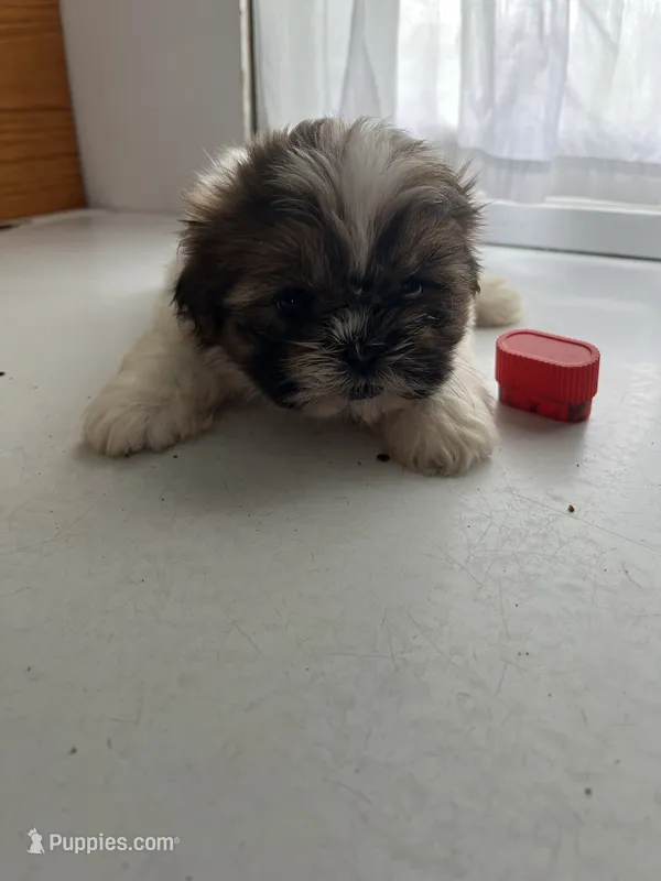 Penny – Shih Tzu puppy for sale in Montgomery, MI