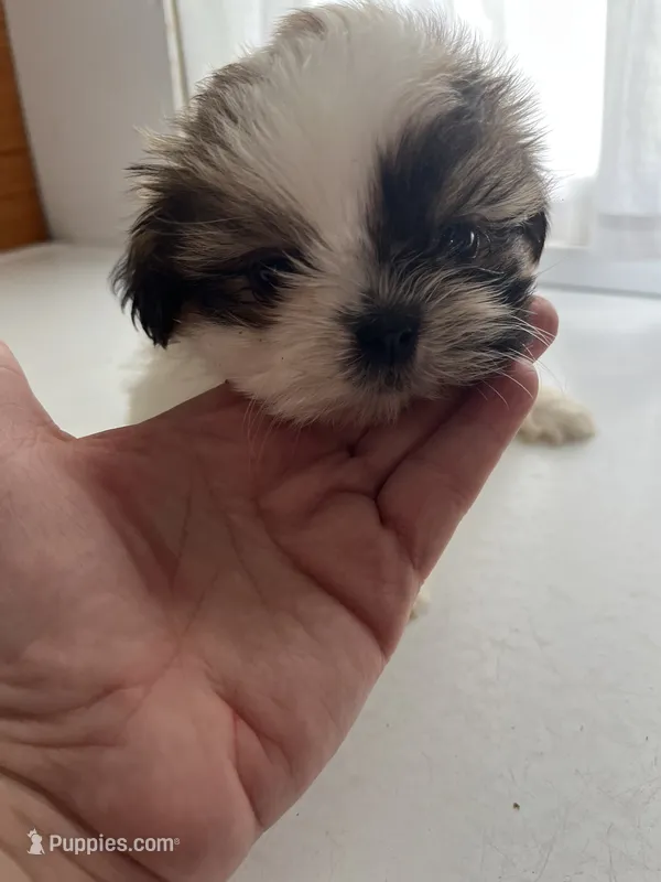 Pal – Shih Tzu puppy for sale in Montgomery, MI