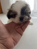 Pal, a male Shih Tzu for sale in Montgomery, MI – 1 of 4