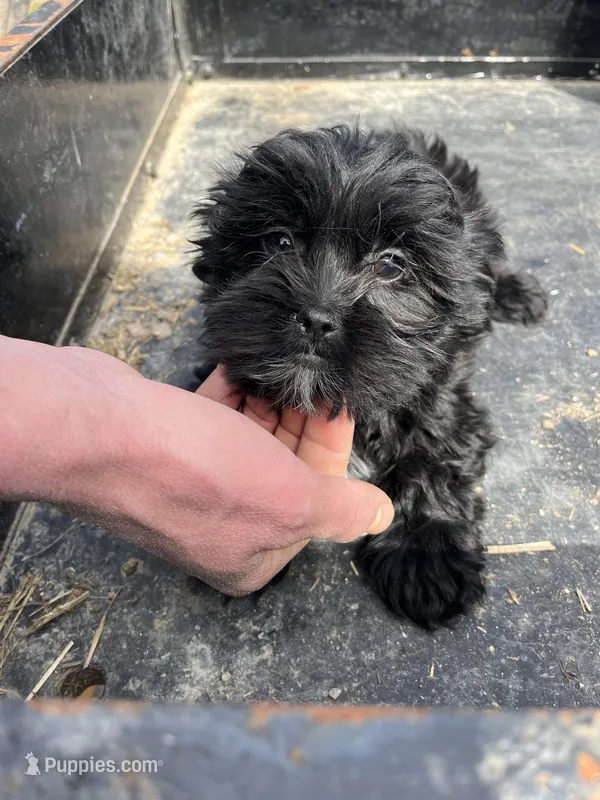 Benji – Shorkie puppy for sale in Montgomery, MI