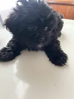 Benji, a male Shorkie for sale in Montgomery, MI – Photo 2 of 3