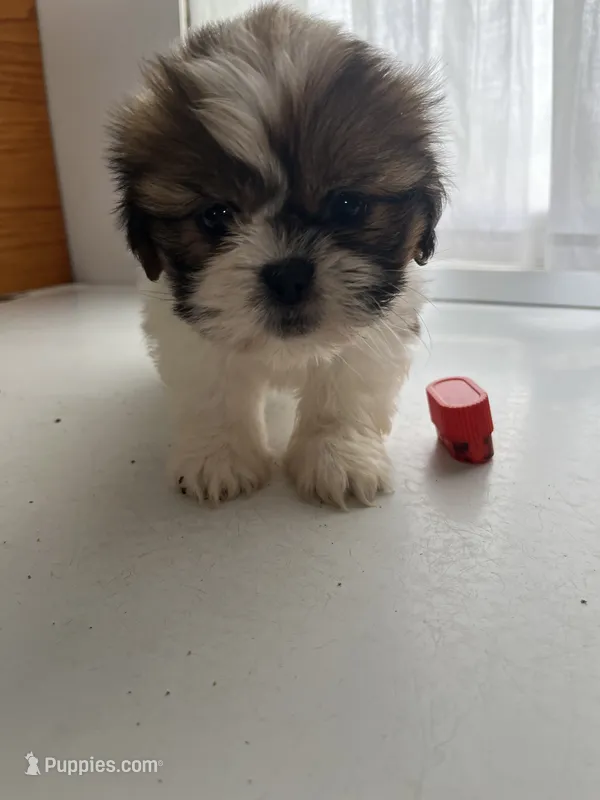 Pam – Shih Tzu puppy for sale in Montgomery, MI