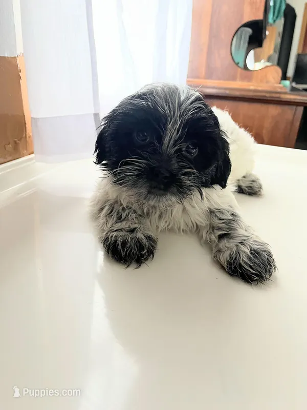 Benny – Shorkie puppy for sale in Montgomery, MI