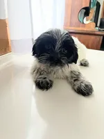 Benny, a male Shorkie for sale in Montgomery, MI – Photo 1 of 3