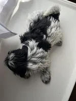 Benny, a male Shorkie for sale in Montgomery, MI – Photo 3 of 3