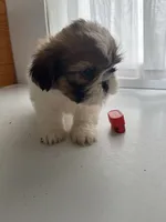 Pam, a female Shih Tzu for sale in Montgomery, MI – 2 of 4