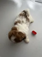 Page, a female Shih Tzu for sale in Montgomery, MI – 3 of 3