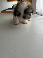 Pal, a male Shih Tzu for sale in Montgomery, MI – 2 of 4