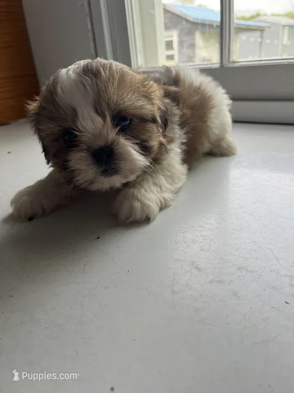 Pete – Shih Tzu puppy for sale in Montgomery, MI
