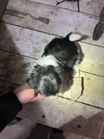 Maggie, a female Shorkie for sale in Montgomery, MI – Photo 3 of 6