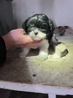 Maggie, a female Shorkie for sale in Montgomery, MI – Photo 4 of 6
