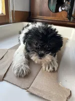 Maggie, a female Shorkie for sale in Montgomery, MI – Photo 1 of 6