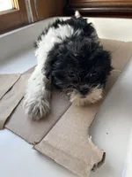 Maggie, a female Shorkie for sale in Montgomery, MI – Photo 5 of 6