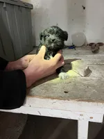 processed/694f69c0-3ee9-41df-98e2-1576b5b0f324/listing/f3327744-285b-4b90-99fa-ee7cb2089465/1ab98f2c-7eff-4db0-b76e-4cd00d0168d5