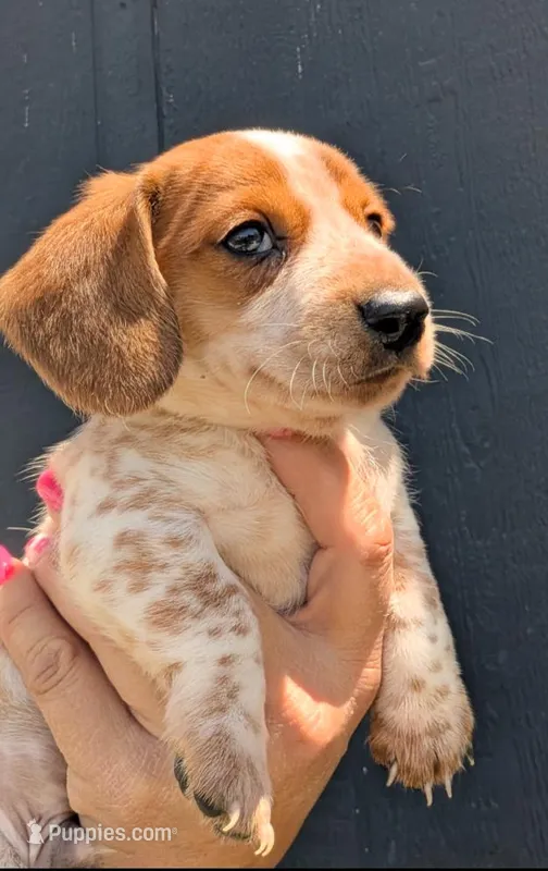 Maverick – Dachshund puppy for sale in Farmington, MO