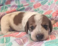 Maverick, a male Dachshund for sale in Farmington, MO – Photo 1 of 2