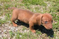 Chevy, a male Dachshund for sale in Farmington, MO – Photo 2 of 4
